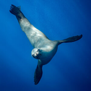 Sea lion banking toward the camera with flippers outstretched, square format, Magdalena Bay, Baja California Sur, Mexico