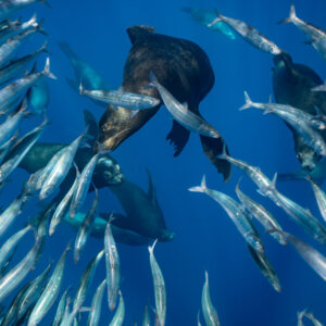 Close-up of sea lions plunging through a tight school of mackerel, Magdalena Bay, Baja California Sur, Mexico
