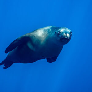 Otarie nageant vers l’objectif d’un regard curieux en eau bleue, baie de Magdalena, Basse-Californie du Sud, Mexique