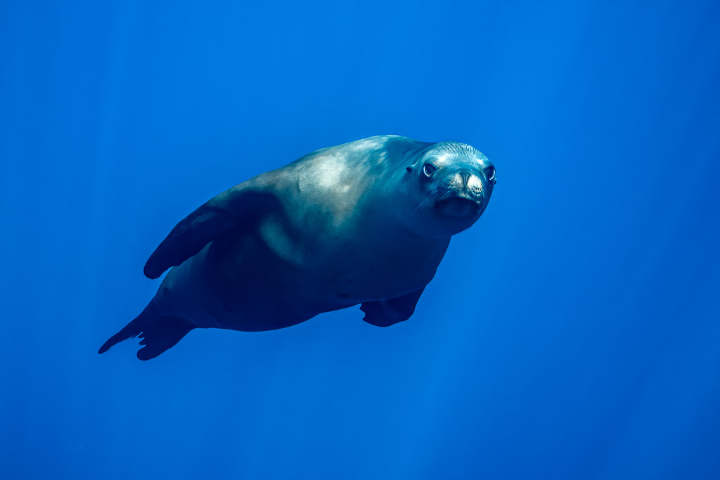 Otarie nageant vers l’objectif d’un regard curieux en eau bleue, baie de Magdalena, Basse-Californie du Sud, Mexique