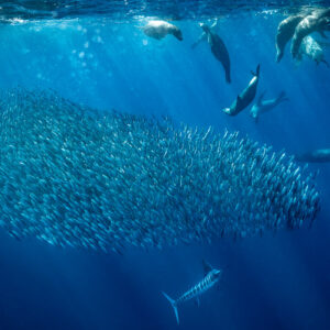 Sea lions hunting above a long bait ball with a striped marlin below, Magdalena Bay, Baja California Sur, Mexico