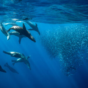 Groupe d’otaries nageant le long d’un banc dense près de la surface, baie de Magdalena, Basse-Californie du Sud, Mexique