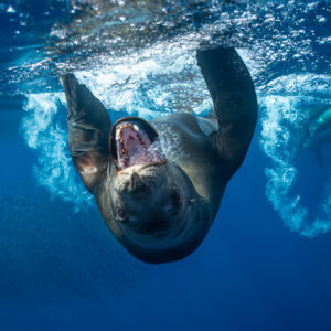 Sea lion diving head first with open mouth in a ring of bubbles, Magdalena Bay, Baja California Sur, Mexico