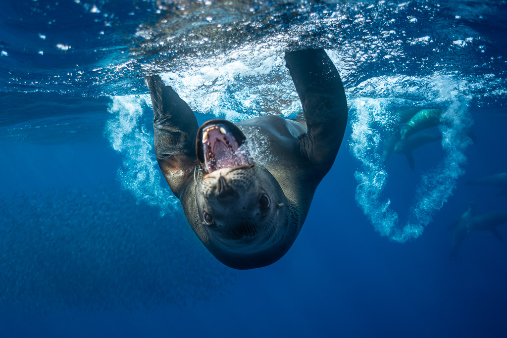 Sea lion diving head first with open mouth in a ring of bubbles, Magdalena Bay, Baja California Sur, Mexico