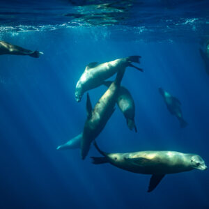 Plusieurs otaries tourbillonnant juste sous la surface en eau bleue, baie de Magdalena, Basse-Californie du Sud, Mexique