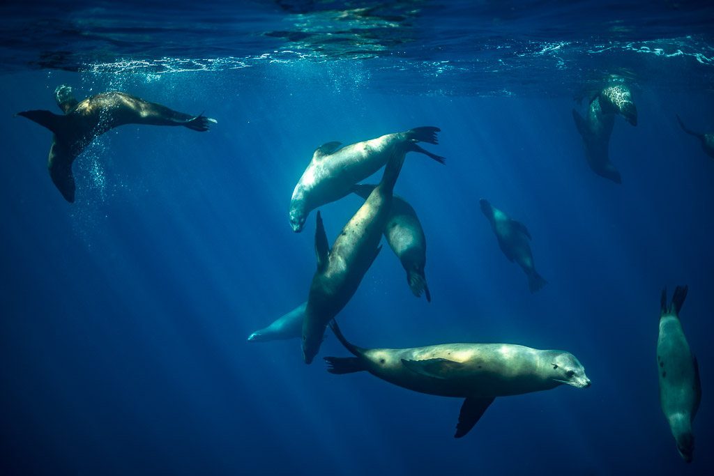 Several sea lions swirling just below the surface in blue water, Magdalena Bay, Baja California Sur, Mexico