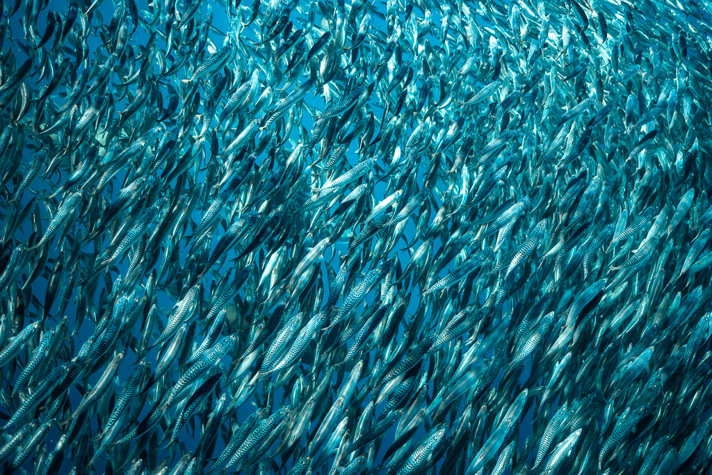 Banc de maquereaux remplissant le cadre, nageant en diagonale en eau bleue, baie de Magdalena, Basse-Californie du Sud, Mexique