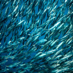 Close-up of a mackerel school showing wavy dorsal markings, Magdalena Bay, Baja California Sur, Mexico