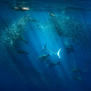 Otaries et marlin rayé encerclant un banc de poissons sous les rayons du soleil, baie de Magdalena, Basse-Californie du Sud, Mexique