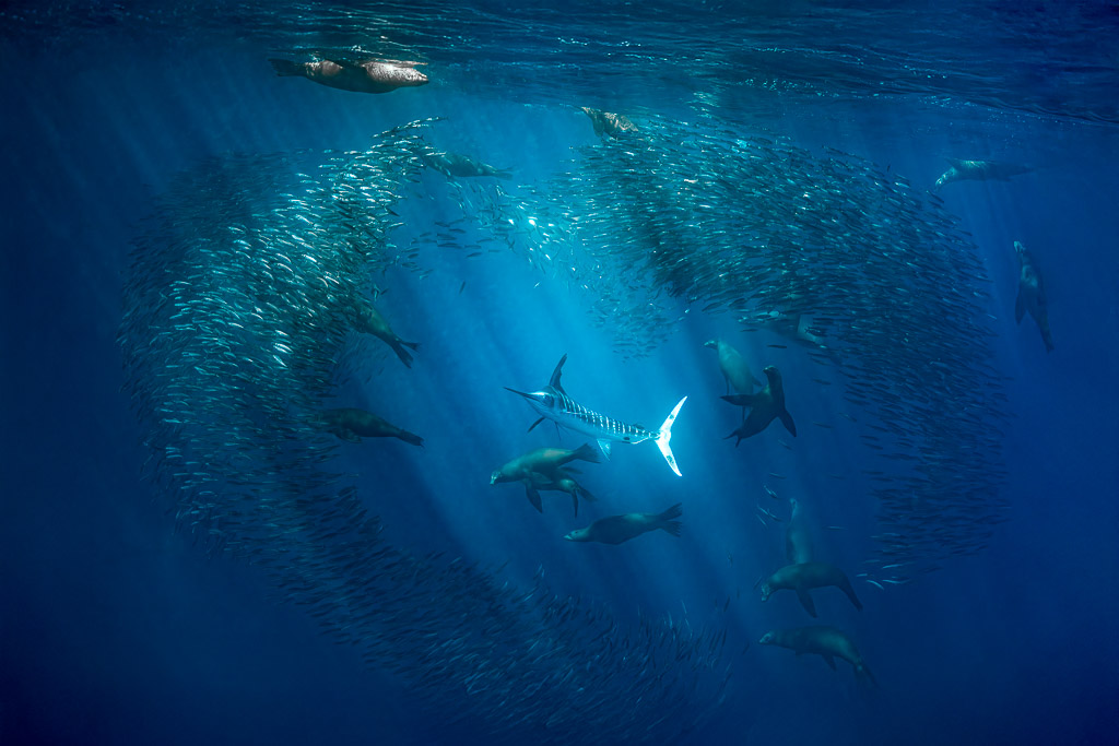 Otaries et marlin rayé encerclant un banc de poissons sous les rayons du soleil, baie de Magdalena, Basse-Californie du Sud, Mexique