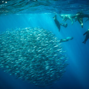 Sea lions gathering at the surface beside a spherical bait ball, Magdalena Bay, Baja California Sur, Mexico