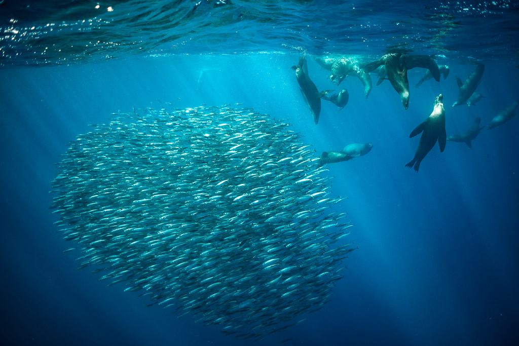 Sea lions gathering at the surface beside a spherical bait ball, Magdalena Bay, Baja California Sur, Mexico