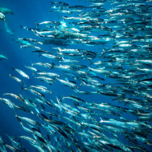 Sea lions darting through a dense school of mackerel, Magdalena Bay, Baja California Sur, Mexico
