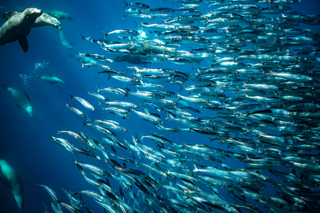 Sea lions darting through a dense school of mackerel, Magdalena Bay, Baja California Sur, Mexico