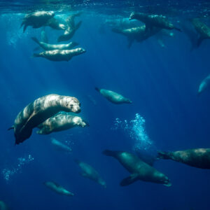 Groupe d’otaries nageant en étages sous la surface avec des bulles, baie de Magdalena, Basse-Californie du Sud, Mexique