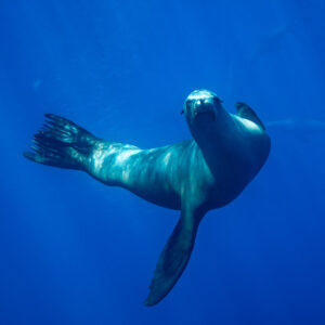 Sea lion turning to look at the camera in deep blue water, Magdalena Bay, Baja California Sur, Mexico