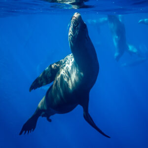 Sea lion rising vertically toward the surface, other sea lions behind, Magdalena Bay, Baja California Sur, Mexico