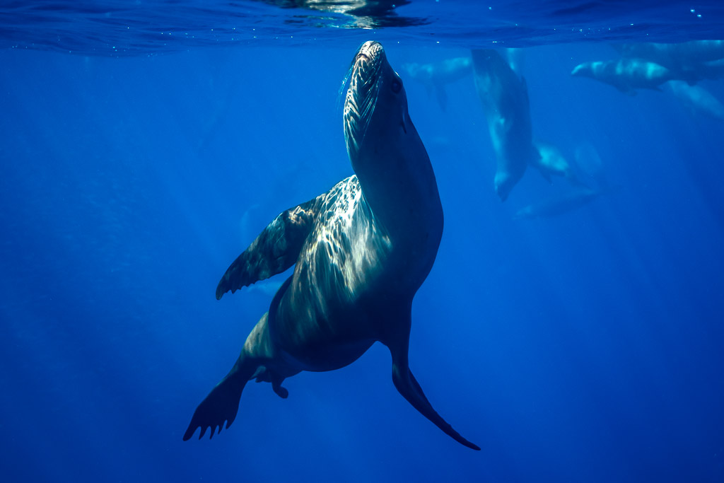 Sea lion rising vertically toward the surface, other sea lions behind, Magdalena Bay, Baja California Sur, Mexico