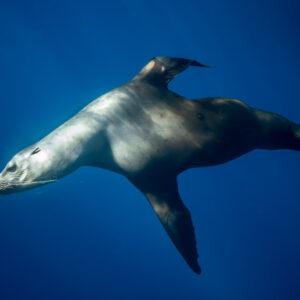 Otarie glissant de profil sur fond bleu sombre, baie de Magdalena, Basse-Californie du Sud, Mexique