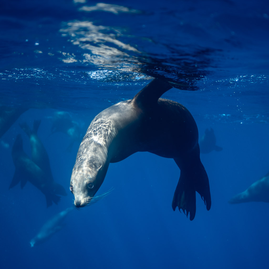 Sea lion descending head down just below the surface reflections, Magdalena Bay, Baja California Sur, Mexico