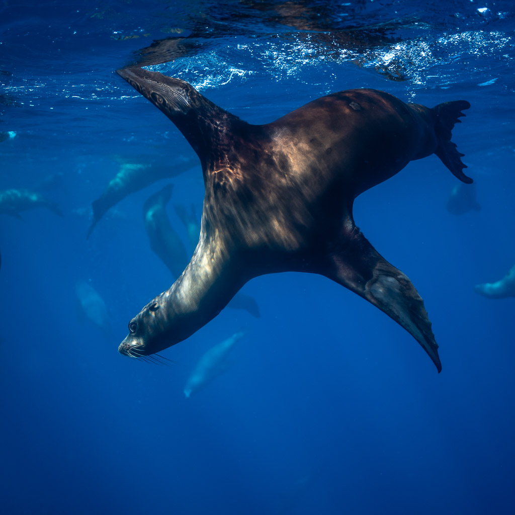 Otarie écartant ses nageoires en étoile sous la surface, baie de Magdalena, Basse-Californie du Sud, Mexique