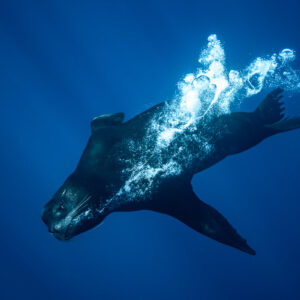 Dark sea lion plunging into deep blue trailing a stream of bubbles, Magdalena Bay, Baja California Sur, Mexico