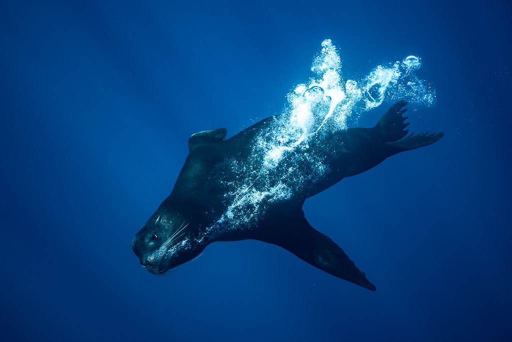 Dark sea lion plunging into deep blue trailing a stream of bubbles, Magdalena Bay, Baja California Sur, Mexico