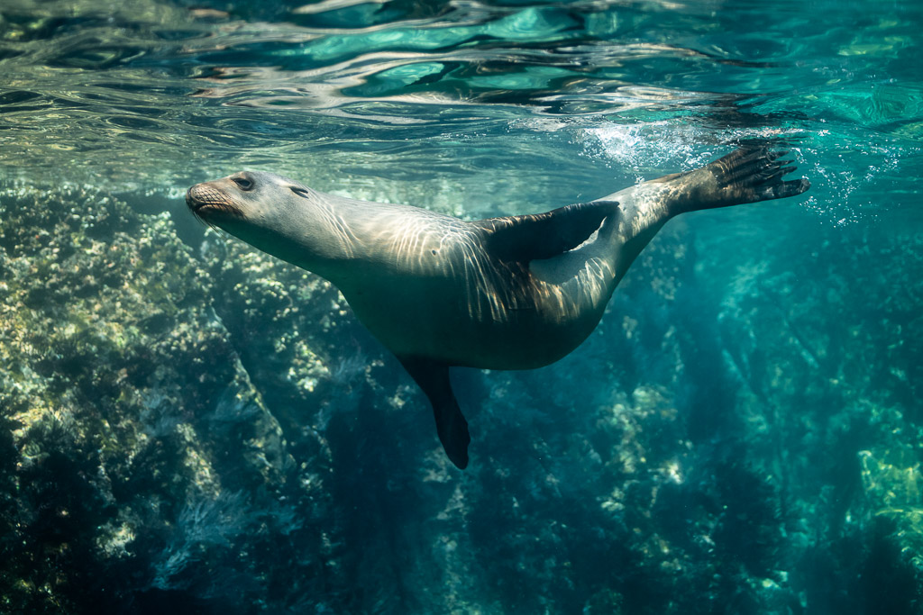 Sea lion gliding over a rocky reef in turquoise water, Los Islotes, Baja California Sur, Mexico