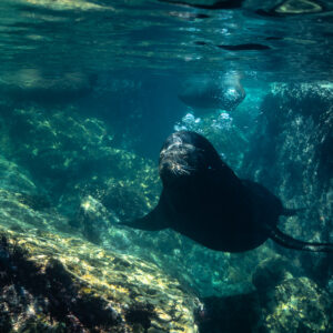 Dark sea lion swimming between sunlit boulders in shallow water, Los Islotes, Baja California Sur, Mexico
