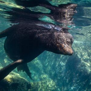 Otarie nageant juste sous la surface avec son reflet au-dessus, Los Islotes, Basse-Californie du Sud, Mexique