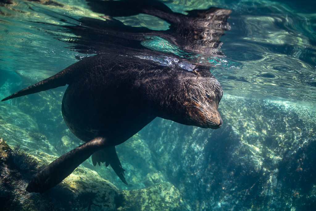Otarie nageant juste sous la surface avec son reflet au-dessus, Los Islotes, Basse-Californie du Sud, Mexique