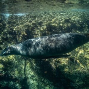 Otarie claire glissant le long d’une pente rocheuse couverte d’algues, Los Islotes, Basse-Californie du Sud, Mexique
