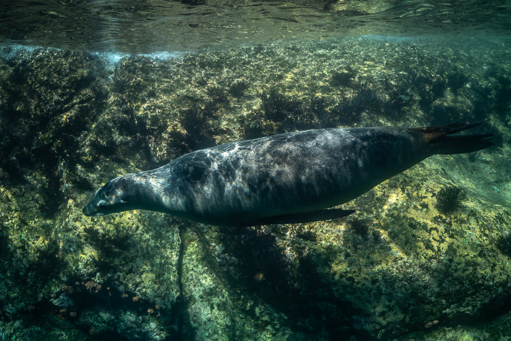 Otarie claire glissant le long d’une pente rocheuse couverte d’algues, Los Islotes, Basse-Californie du Sud, Mexique