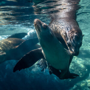 Deux otaries se contorsionnant ensemble près de la surface au-dessus des rochers, Los Islotes, Basse-Californie du Sud, Mexique