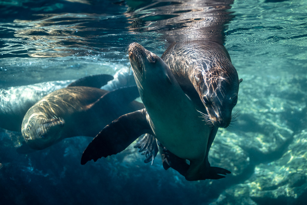 Two sea lions twisting together near the surface over rocky bottom, Los Islotes, Baja California Sur, Mexico
