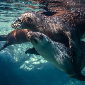 Young sea lions playing, one climbing over another below the surface, Los Islotes, Baja California Sur, Mexico