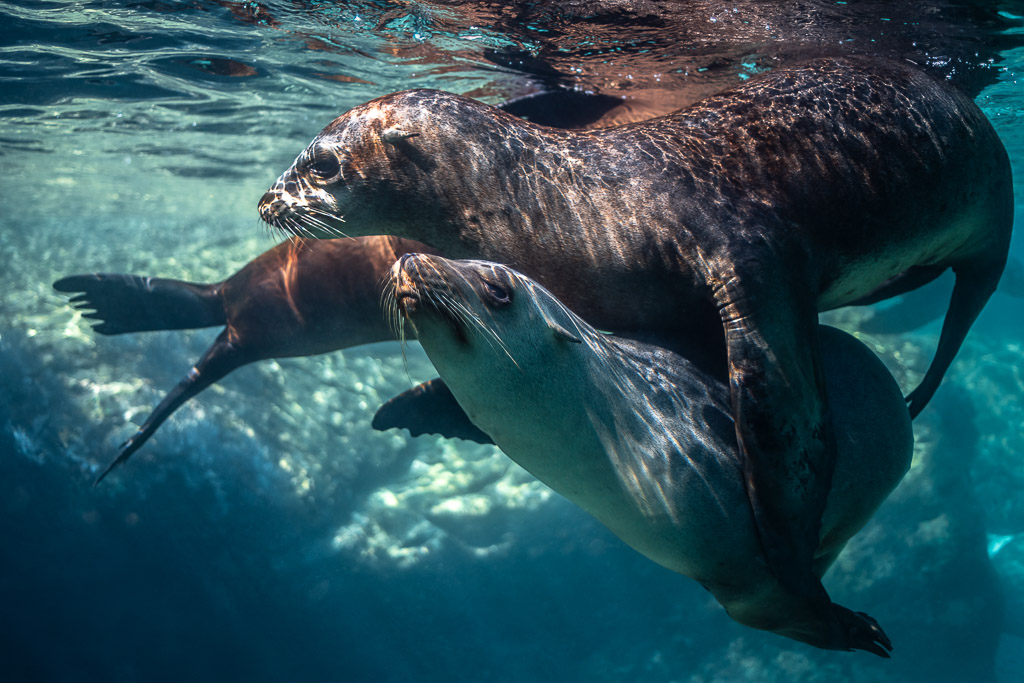 Jeunes otaries jouant, l’une passant sur l’autre sous la surface, Los Islotes, Basse-Californie du Sud, Mexique