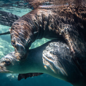 Close-up of two young sea lions tangled in play, dappled light, Los Islotes, Baja California Sur, Mexico
