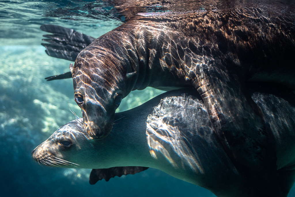 Close-up of two young sea lions tangled in play, dappled light, Los Islotes, Baja California Sur, Mexico