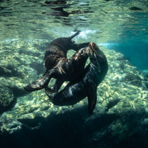 Deux otaries luttant au-dessus de rochers ensoleillés, format carré, Los Islotes, Basse-Californie du Sud, Mexique