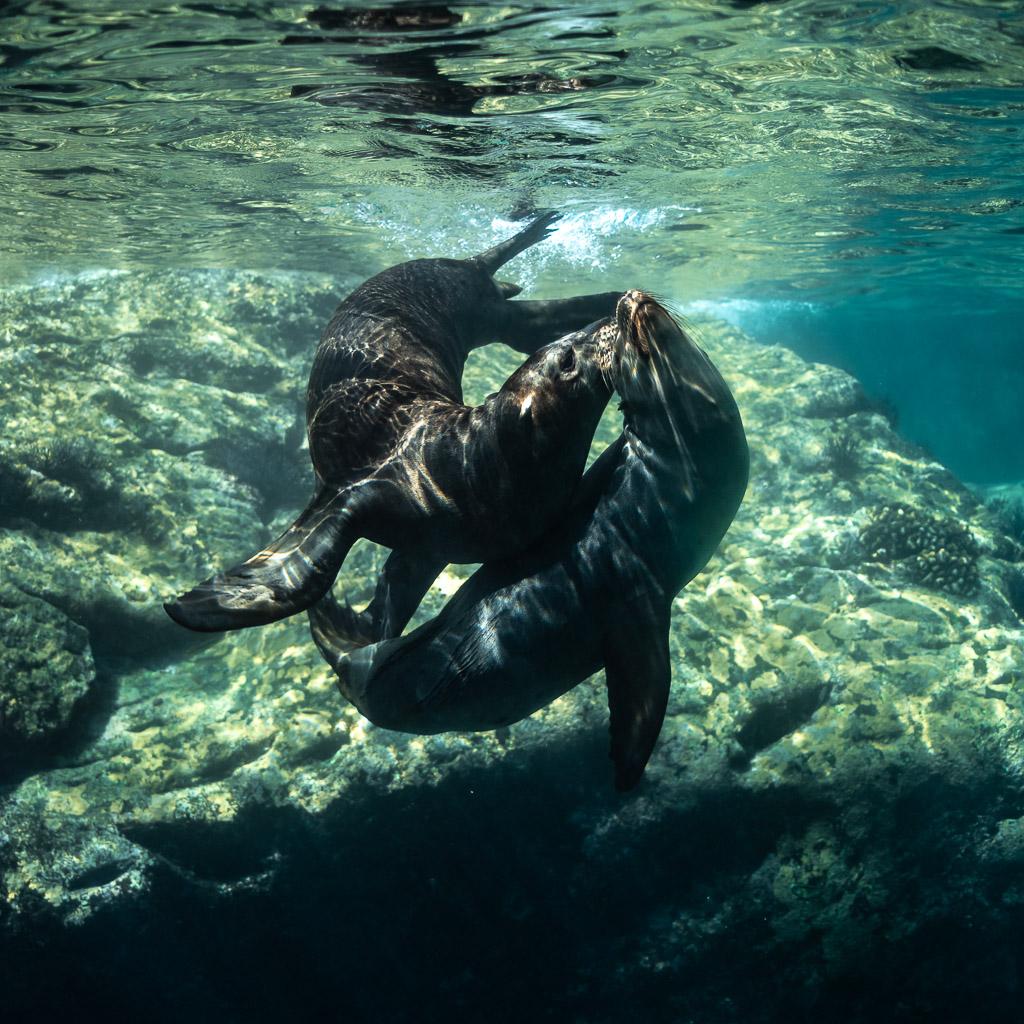 Deux otaries luttant au-dessus de rochers ensoleillés, format carré, Los Islotes, Basse-Californie du Sud, Mexique