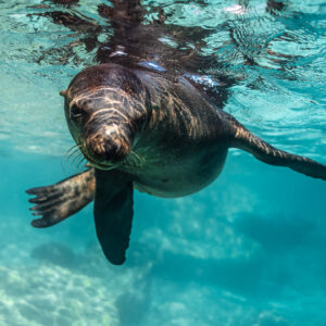 Young sea lion swimming toward the camera just under the surface, Los Islotes, Baja California Sur, Mexico