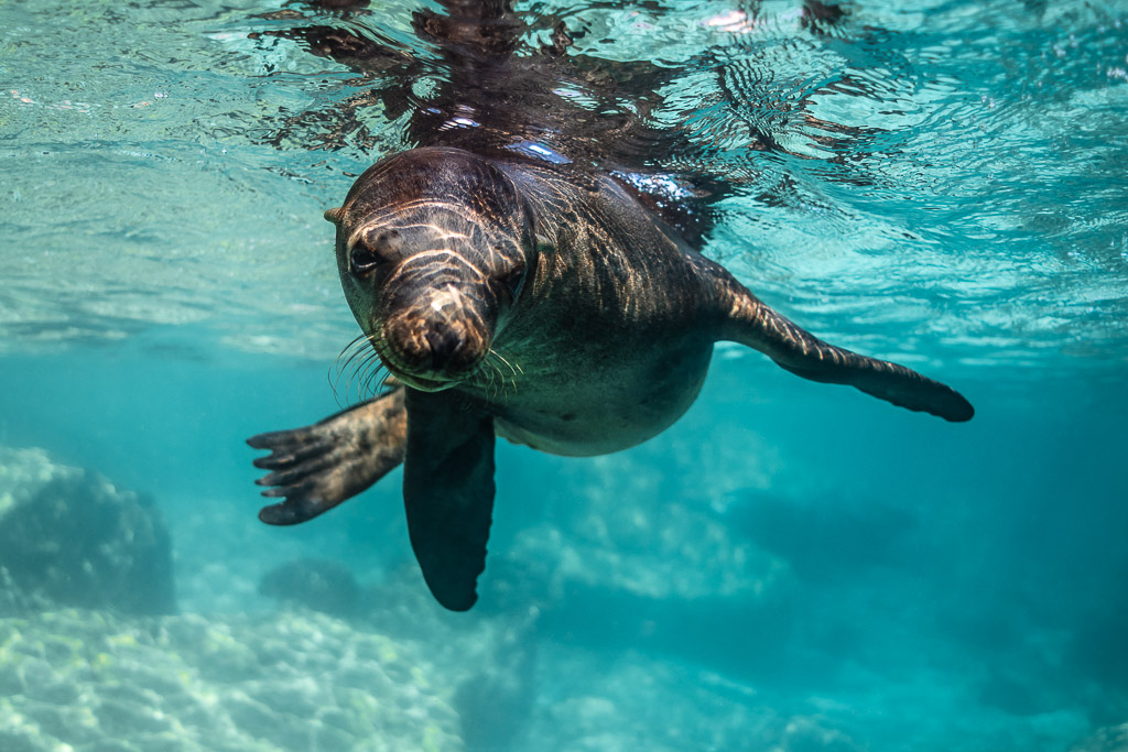 Young sea lion swimming toward the camera just under the surface, Los Islotes, Baja California Sur, Mexico
