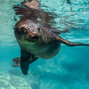 Young sea lion face-on below the surface, flippers spread, tighter framing, Los Islotes, Baja California Sur, Mexico