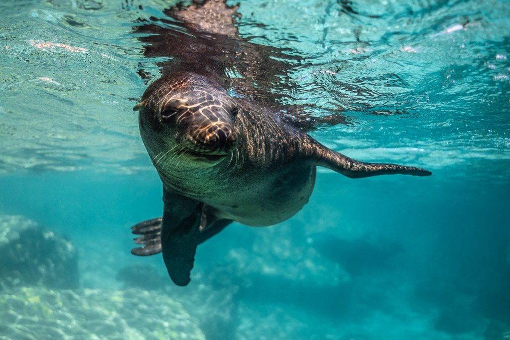 Young sea lion face-on below the surface, flippers spread, tighter framing, Los Islotes, Baja California Sur, Mexico