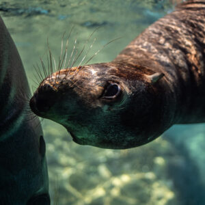 Very close portrait of a young sea lion with long whiskers, Los Islotes, Baja California Sur, Mexico