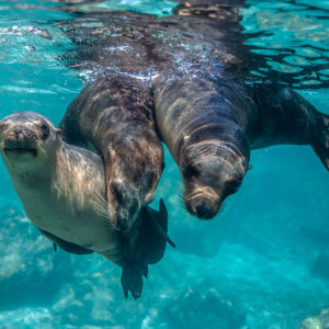 Trois jeunes otaries serrées face à l’objectif en eau turquoise, Los Islotes, Basse-Californie du Sud, Mexique