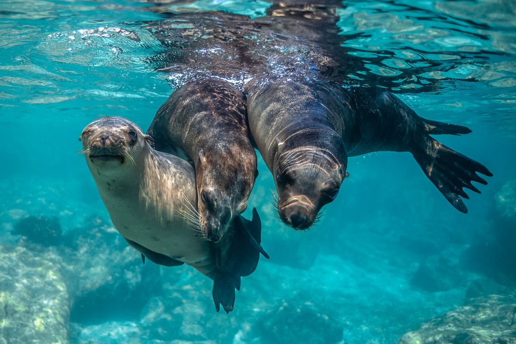 Trois jeunes otaries serrées face à l’objectif en eau turquoise, Los Islotes, Basse-Californie du Sud, Mexique