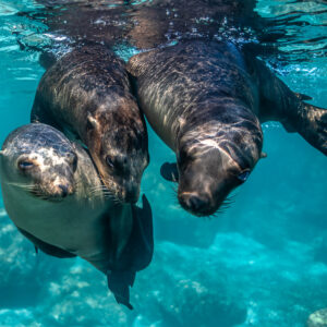 Trois jeunes otaries blotties juste sous la surface, cadrage large, Los Islotes, Basse-Californie du Sud, Mexique