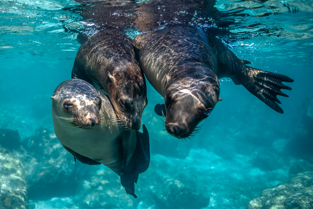 Trois jeunes otaries blotties juste sous la surface, cadrage large, Los Islotes, Basse-Californie du Sud, Mexique